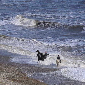 Taking the horses for a dip on Seaham beach in August 2007.
Photograph by Brian Angus