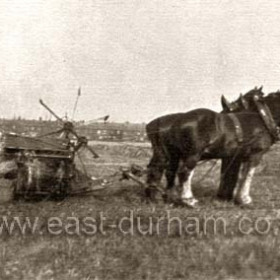 Cutting corn with the binder behind Viceroy Street now Westlea in 1930.Snowdon's land.