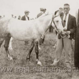 First prize pony at Dawdon Pageant in 1934. This part of the proceedings probably held at Green Drive.