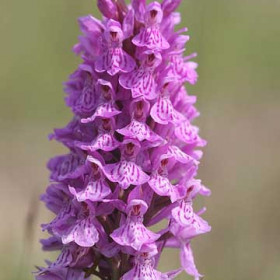 Orchid growing at the Blast in June 2008