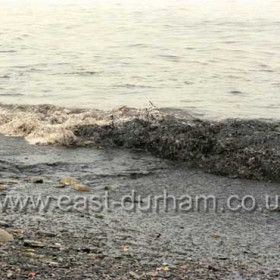 The filthy, polluted sea off Dawdon Colliery, 1980.