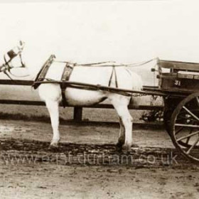 Bussing trap on Knack Road in 1918.