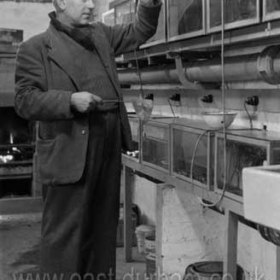 Billy Hutchinson in his Bank Head Hatcheries in 1965. Here in the old Bank Head Street he bred and raised tropical fish.
Photograph from Alan Rowell