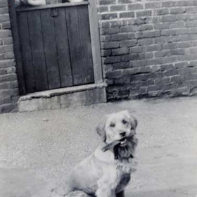 Ena Buck nee Carr, Dorothy Sarah Carr nee Ellis, Doreen Carr nee Head and Ada Carr with dog Sheila, backyard of 23 Rainton Street c1952.
Photograph from Brian Carr