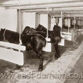 Underground stables, Horden 1929.
Picture from Bob Williams of Blackhall.