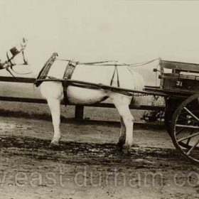 Pony and trap (taxi) on what is now Dene House Road before WW1